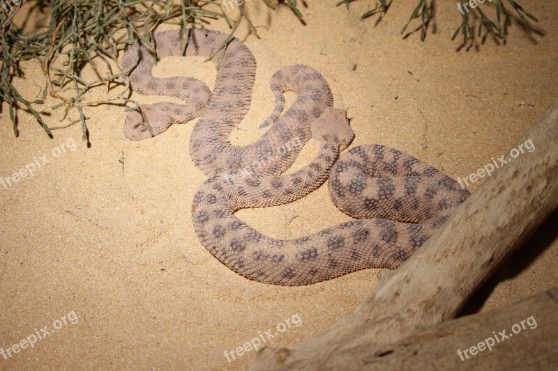 Horn Viper Snake Close Up Brown Snake Species