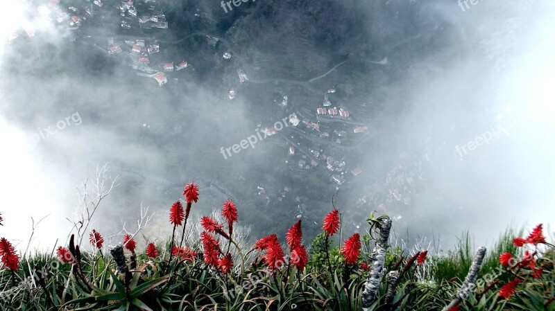 Nuns Valley Madeira Aloevera Fog Plant