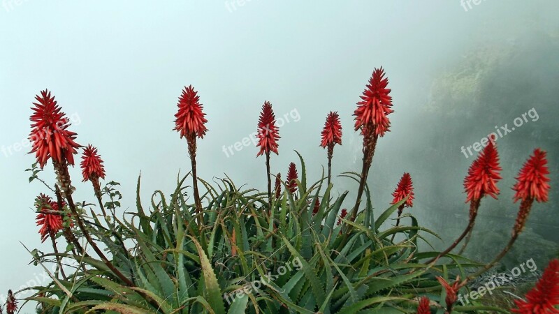 Flower Aloevera Red Nature Plants Flowering