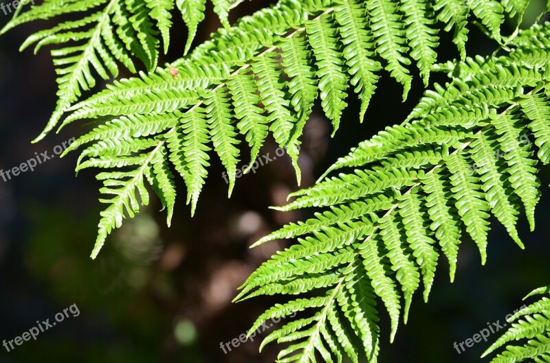 Fern Plant Leaf Nature Green