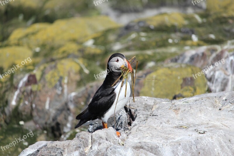 Puffin Nesting Seabird Wildlife Farne