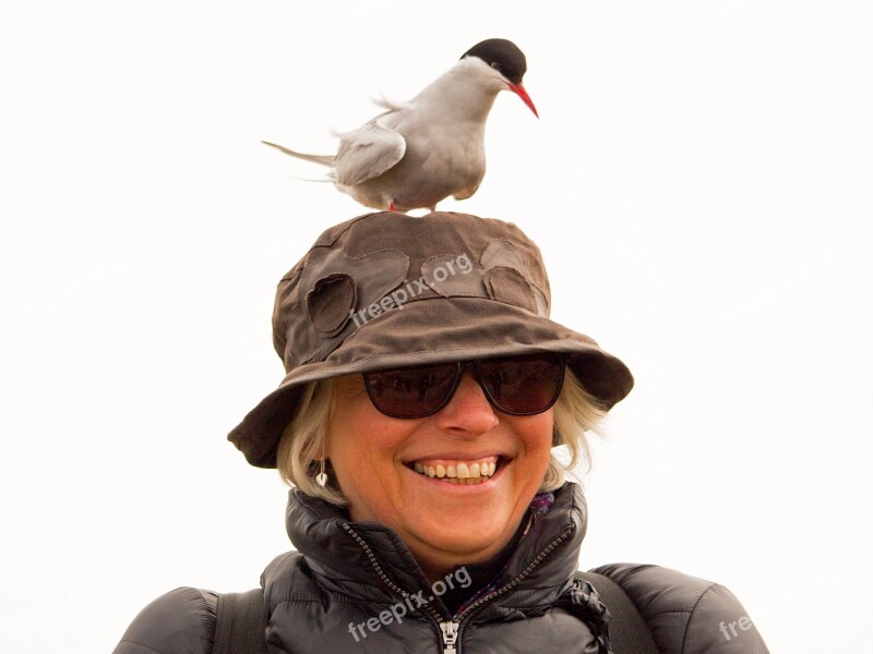 Arctic Tern Wildlife Bird Tern Arctic