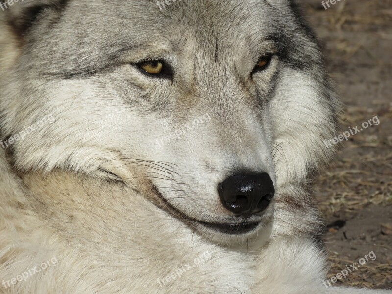 Wolfdog Wolf Dog Sanctuary Rehabilitation