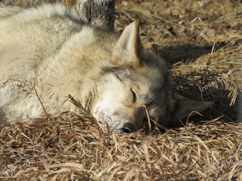 Wolfdog Wolf Dog Sanctuary Sleeping