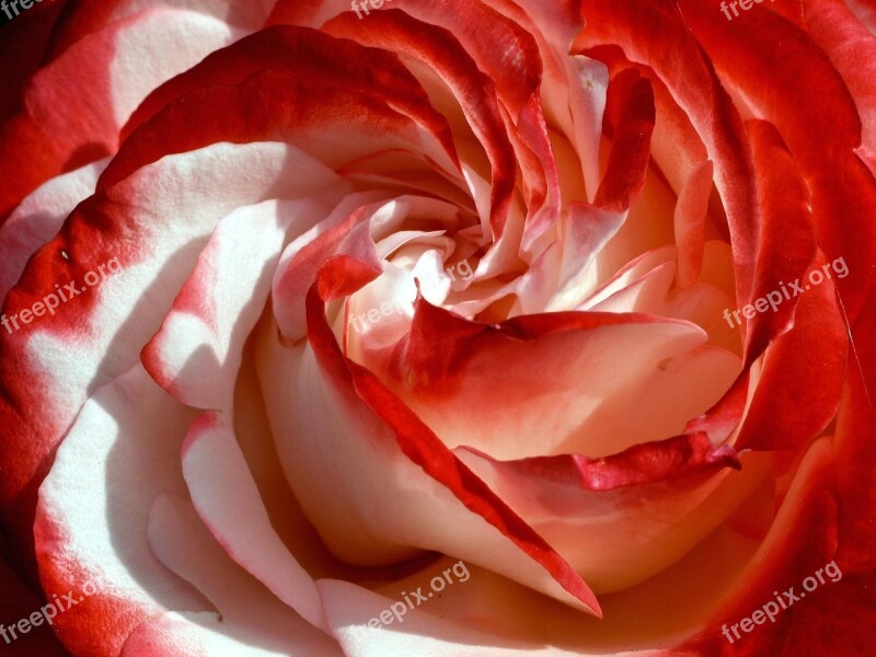 Rose Double Delight Spiral Bud Flower