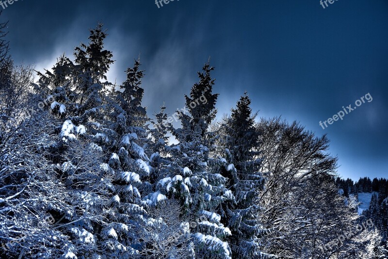 Forest Hdr Winter Nature Landscape