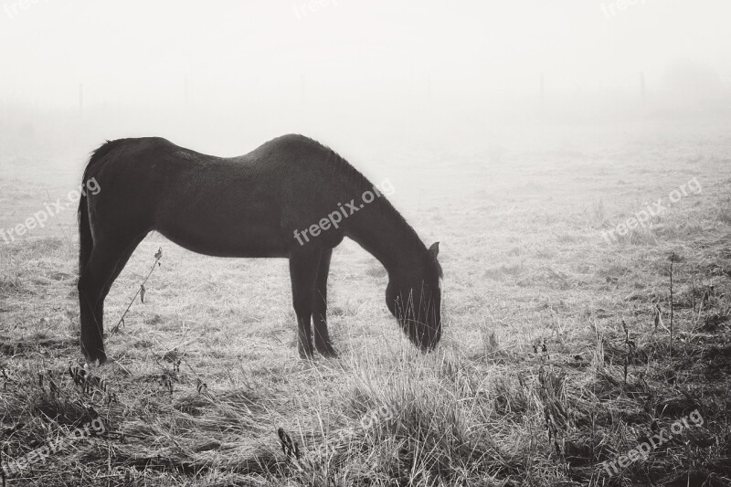 Fog Horse Life Graze Grass