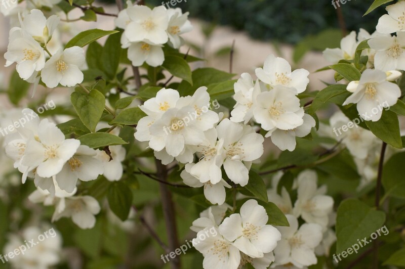 Flower Celinda Syringe Garden Free Photos