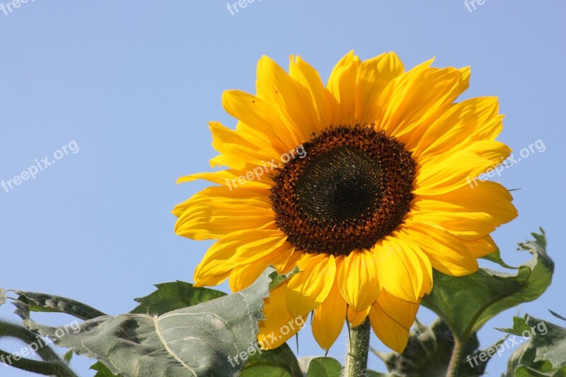 Sunflower Flower Nature Yellow Plant