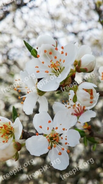 Apple Blossom Apple Blossom Bloom Spring