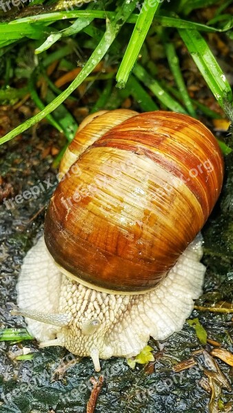 Snail Shell Slimy Nature Animal