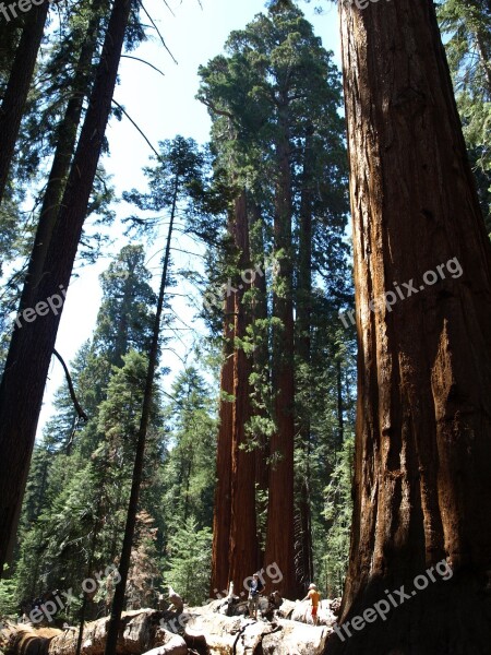 Sequoia Usa Forest California Sequoia Trees