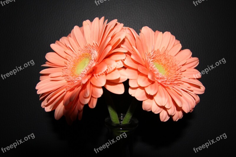 Gerbera Flower Blossom Bloom Colorful