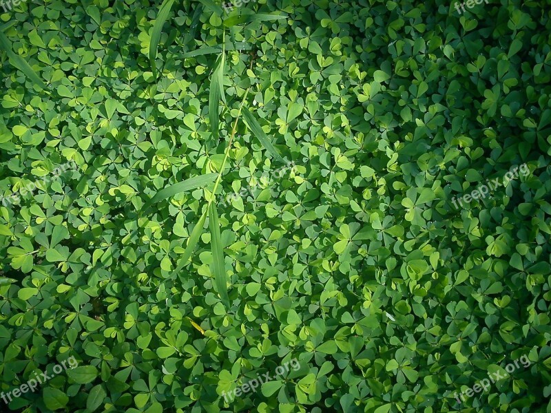 Clover Grass Green Dew Wet