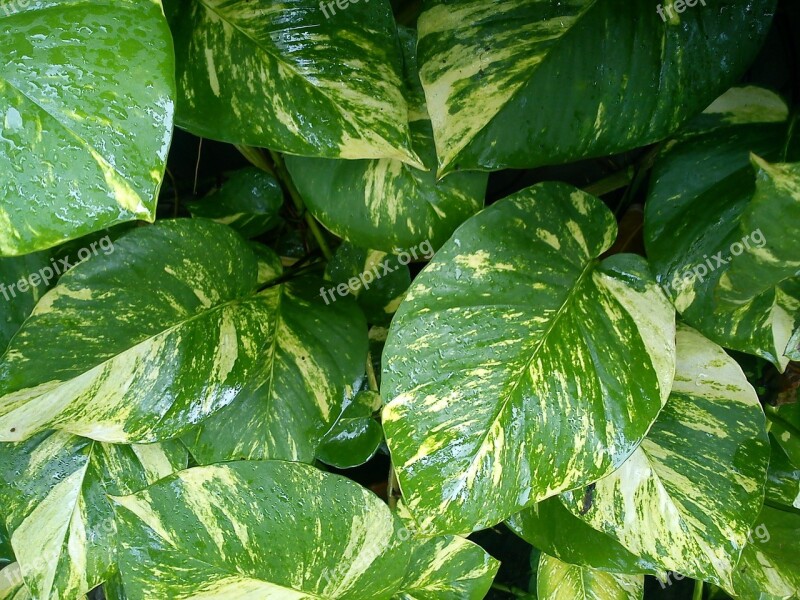 Leaves Plant Leaf Natural Foliage