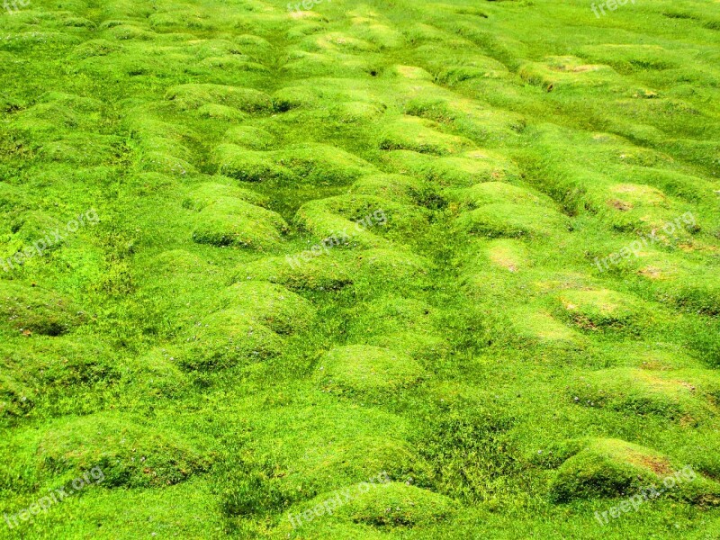 Grass Green Meadow Nature Grasses