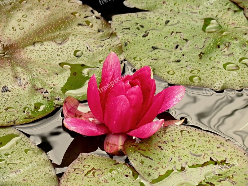 Nuphar Lutea Water Lily Aquatic Plant Nature Blossom