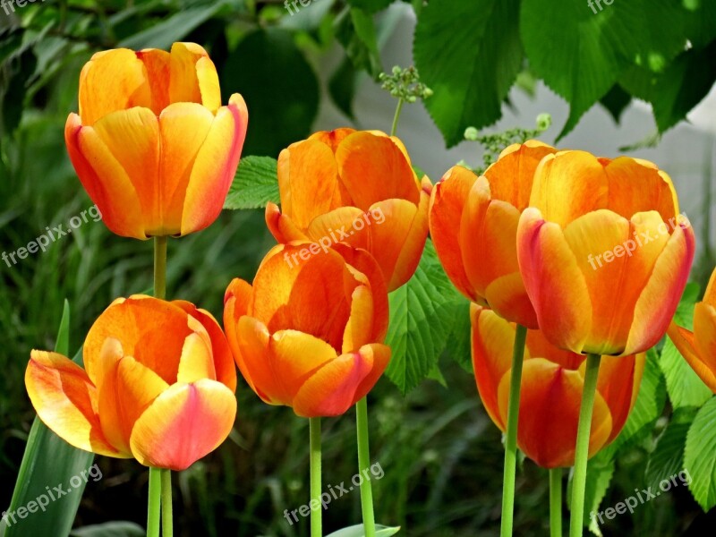 Tulips Orange Blossom Bloom Flower