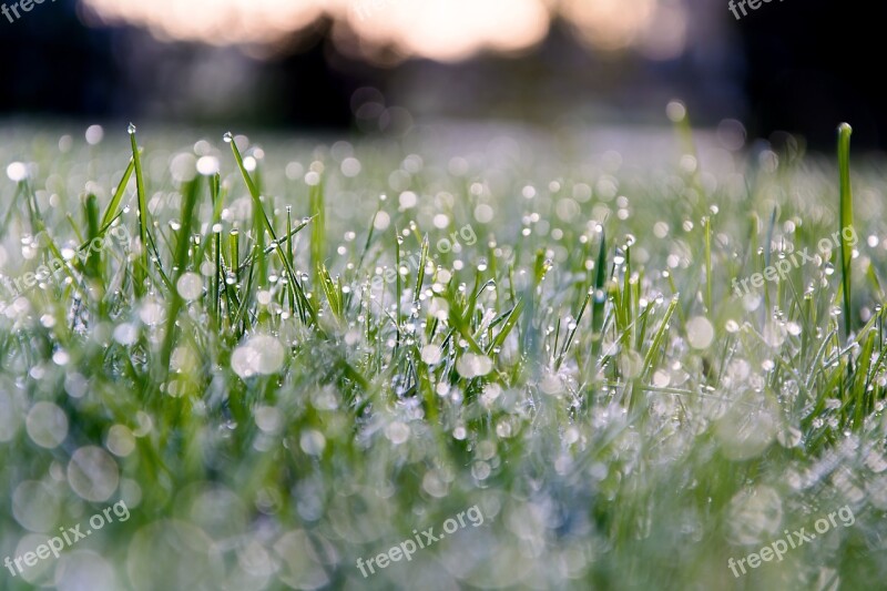 Grass Grasses Green Dew Dewdrop