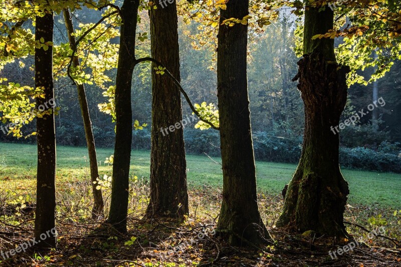 Trees Against The Light Foliage Nature Contrast