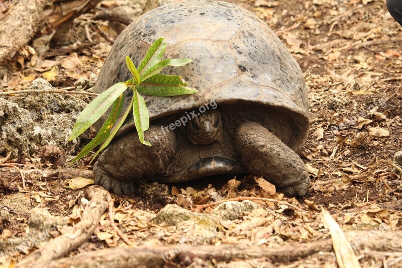 Turtle Mauritius Nature Bank Vacations