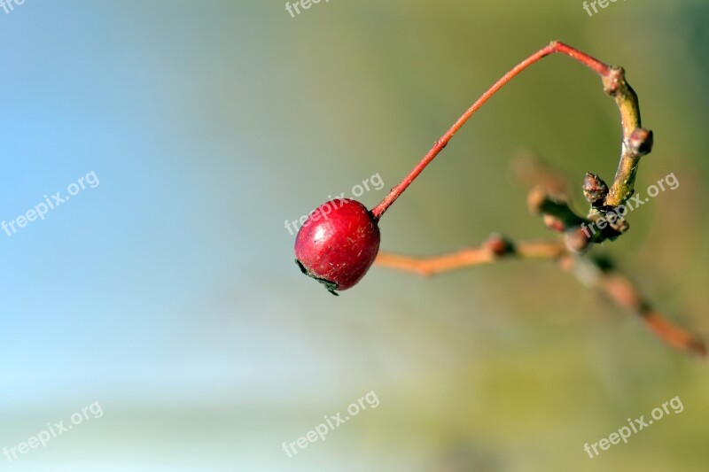 Berry Rowan Red Nature Mountain Ash