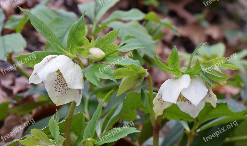 White Hellebore White Lenten Rose Lenten Rose Bud Flower