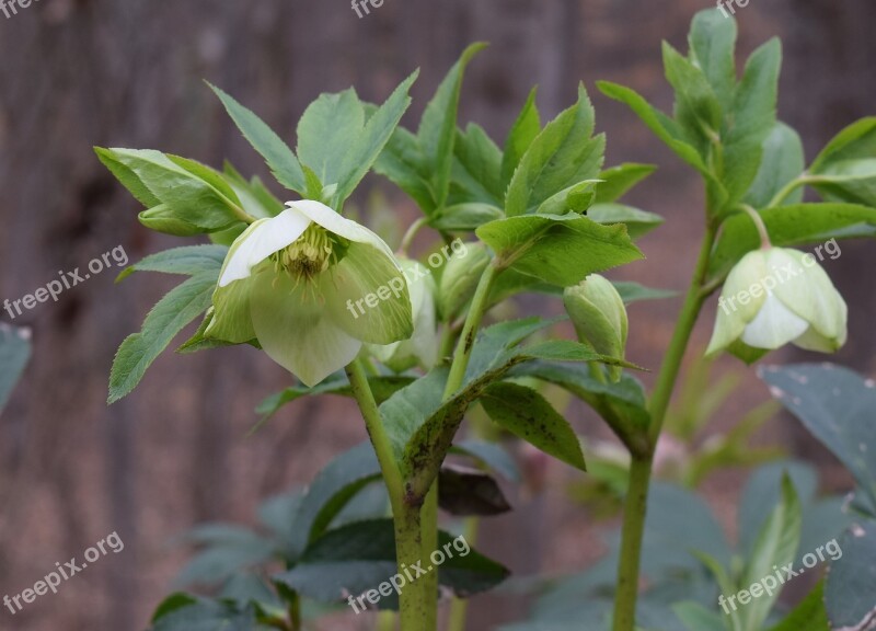 Green Hellebore Green Lenten Rose Lenten Rose Bud Flower