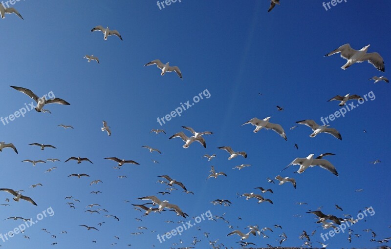 Seagulls Gulls Mediterranean Algarve Sagres