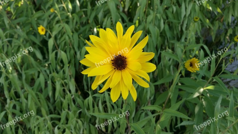 Flower Summer Marguerite Grass Free Photos