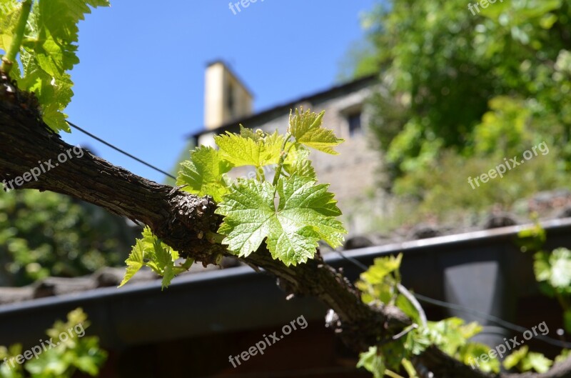 Nature Grape Grape Leaf Ranke Winegrowing