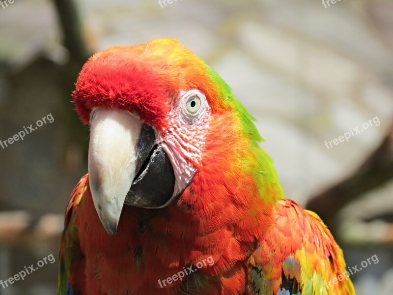 Ara Parrot Parrot Bird Colorful Light Red