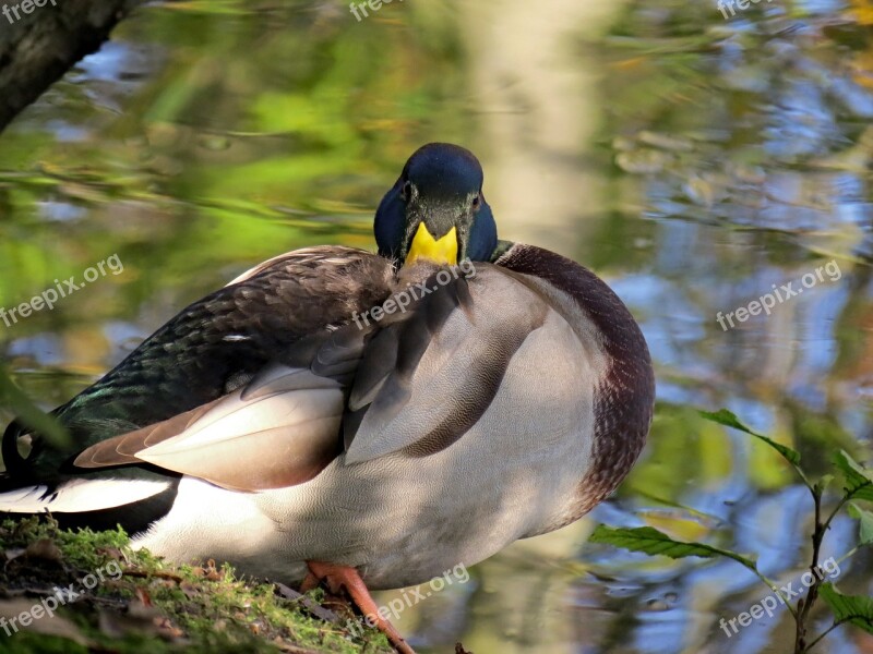 Duck Nap Drake Water Bird Mallard