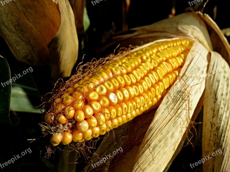 Corn On The Cob Fodder Maize Field Corn Plant