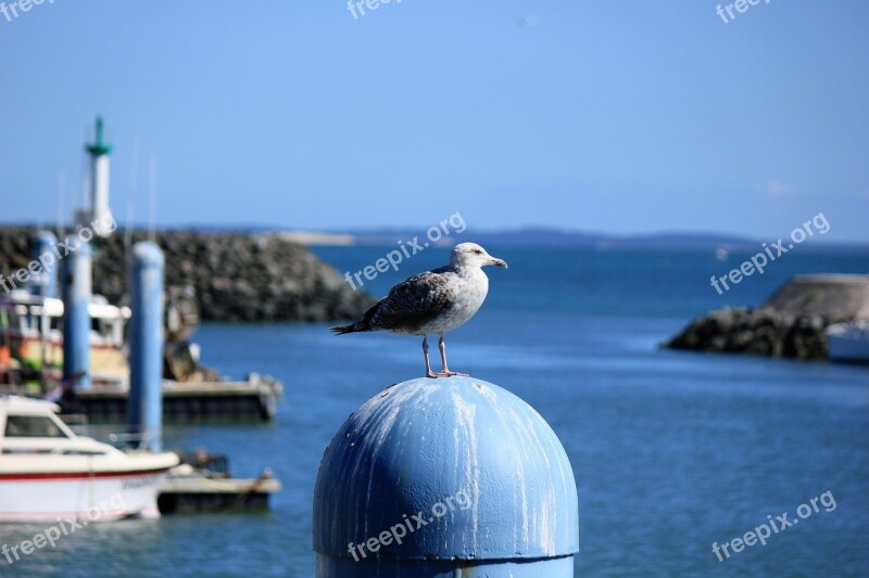 Birds Island Of Oleron Sea France Port