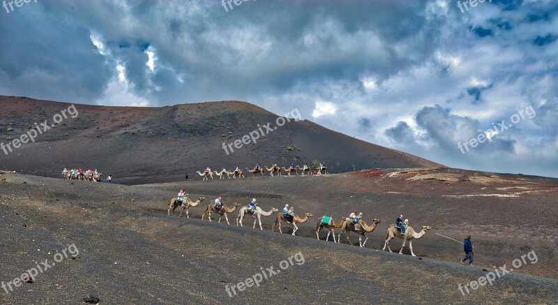 Camels Caravan Desert Sand Animal