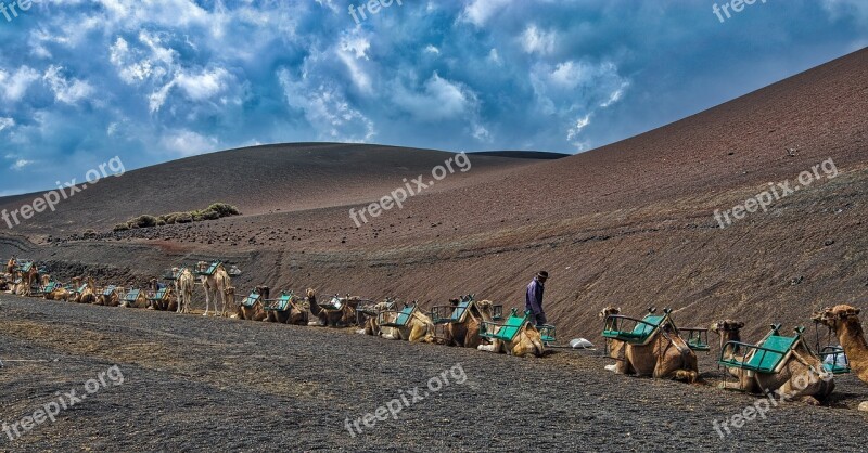 Camels Caravan Desert Sand Animal