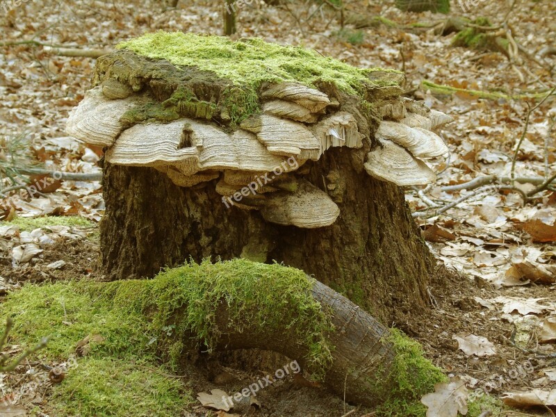 Tree Stump Moss Forest Nature Green