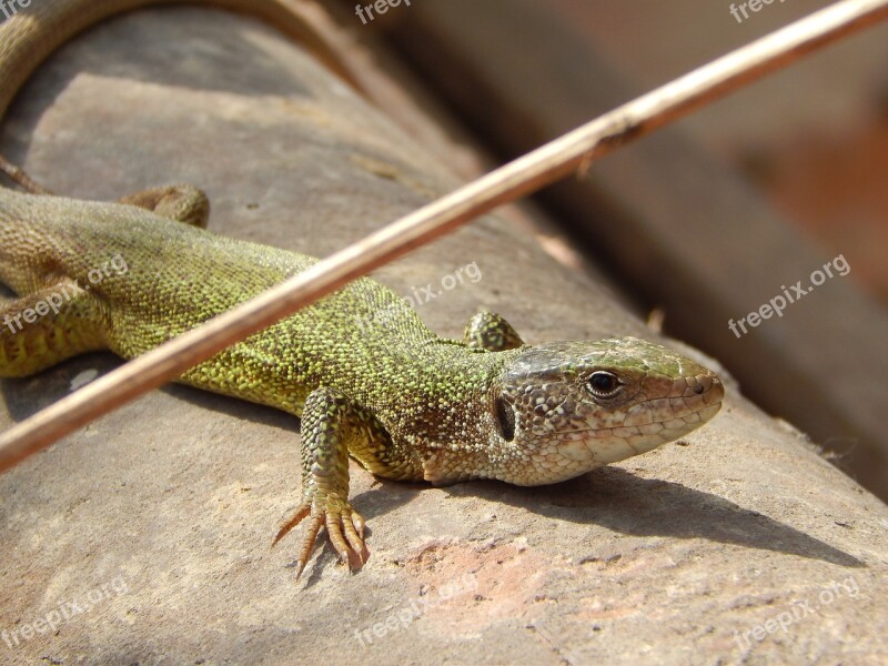 Lizard Nature Green Reptile Animal