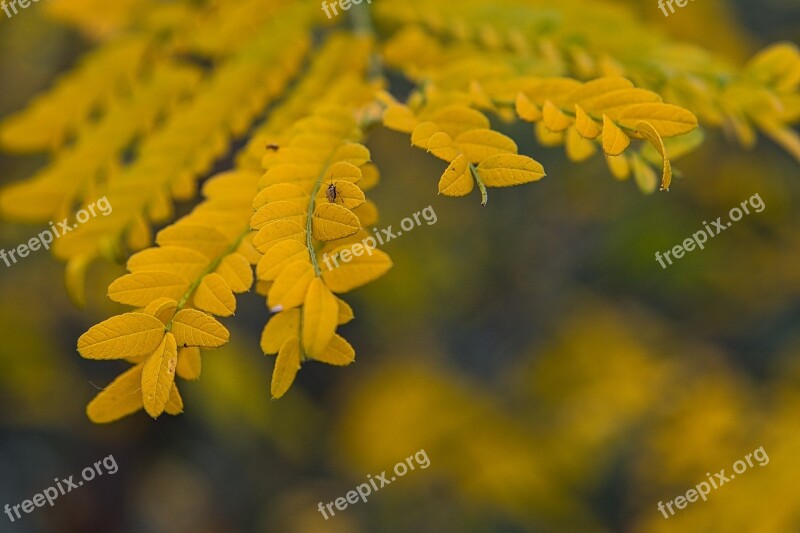 Autumn Leaves Emotion Yellow Leaf