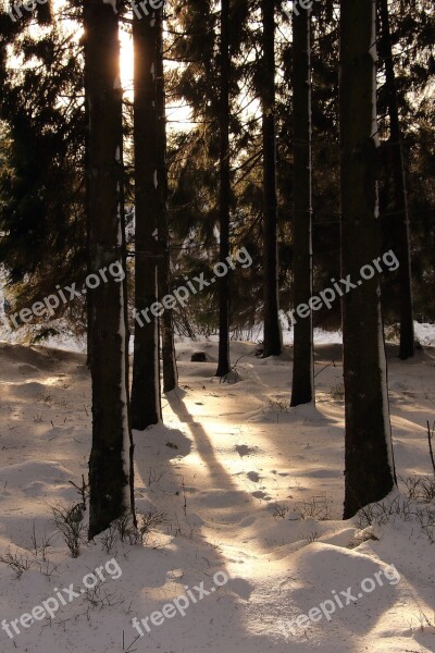 Forest Snow Winter Winter Forest Snow Landscape