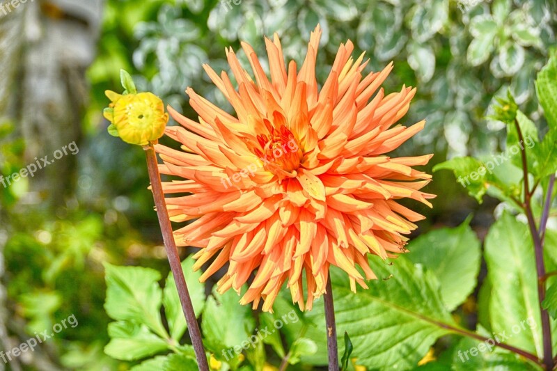 Flower Chrysanthemum Petals Fall Toussaint