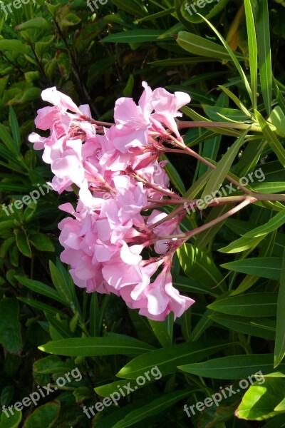 Flowers Red Red Flower Nature Flowers Flowers