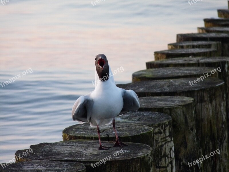 Seagull Baltic Sea Bird Water Bird Beach