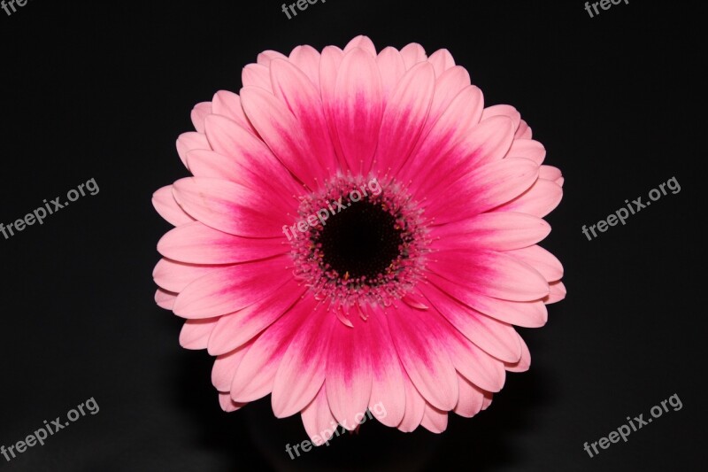 Flower Gerbera Blossom Free Photos