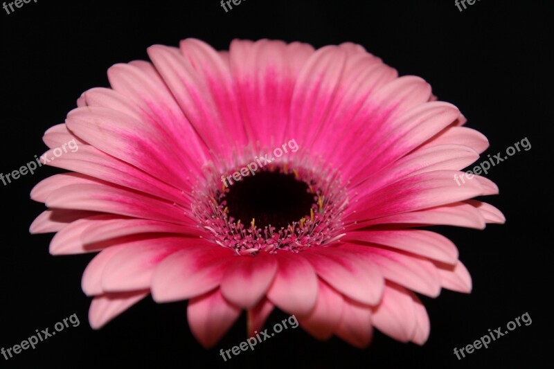 Gerbera Flower Blossom Bloom Colorful