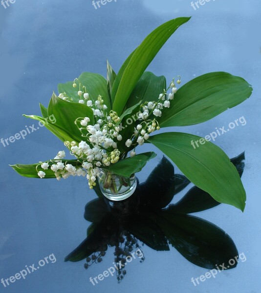 Lily Of The Valley Plant Garden Free Photos