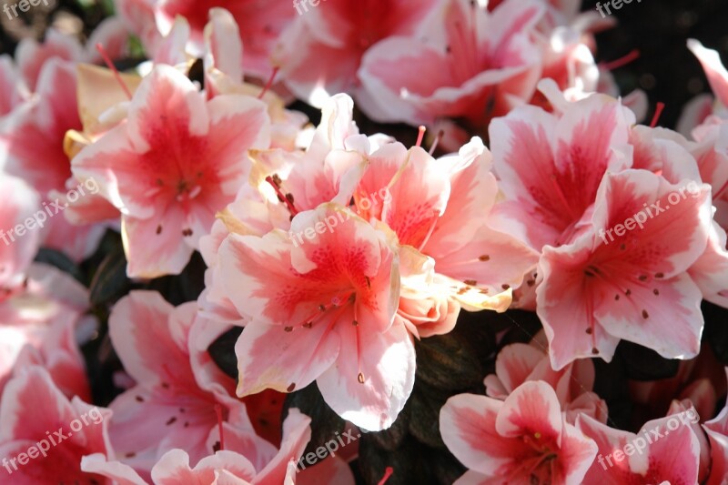 Azalea Flowers Plant Pink White