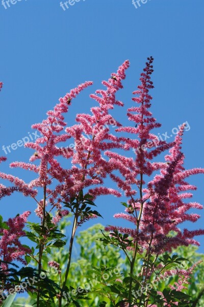 Astilbe Garden Flower Pink Length