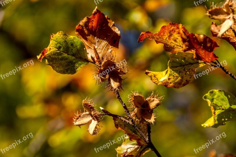 Hazelnuts Autumn Faded Nuts Leaves